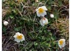 2 Mountain Avens.jpg